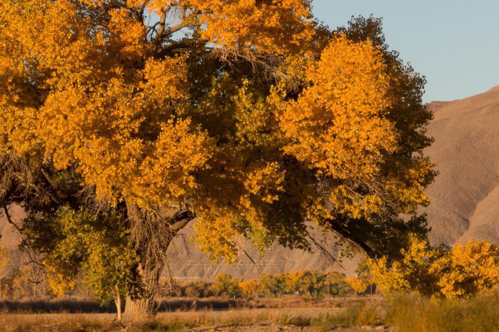 Cottonwoods with fall color at Mason Valley