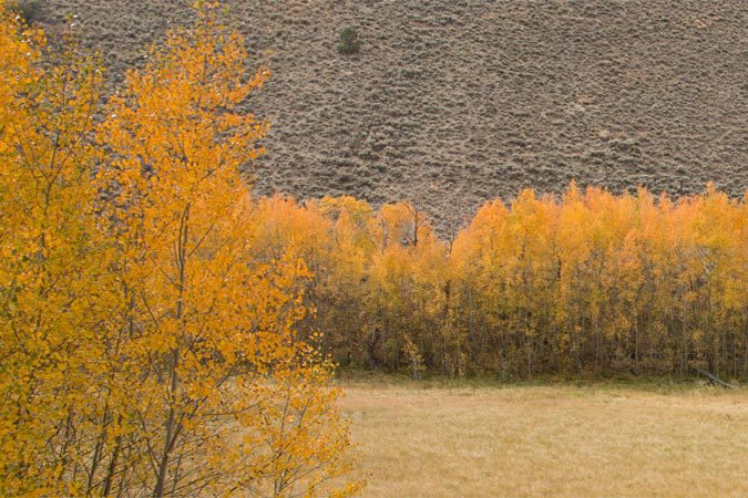 Aspens showing fall colors at Kingston Canyon, Nevada