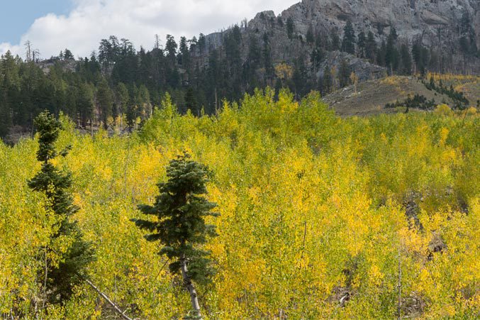 Baby aspens at Mount Charleston, Cathedral Rock/NRT Trail, Spring Mountains