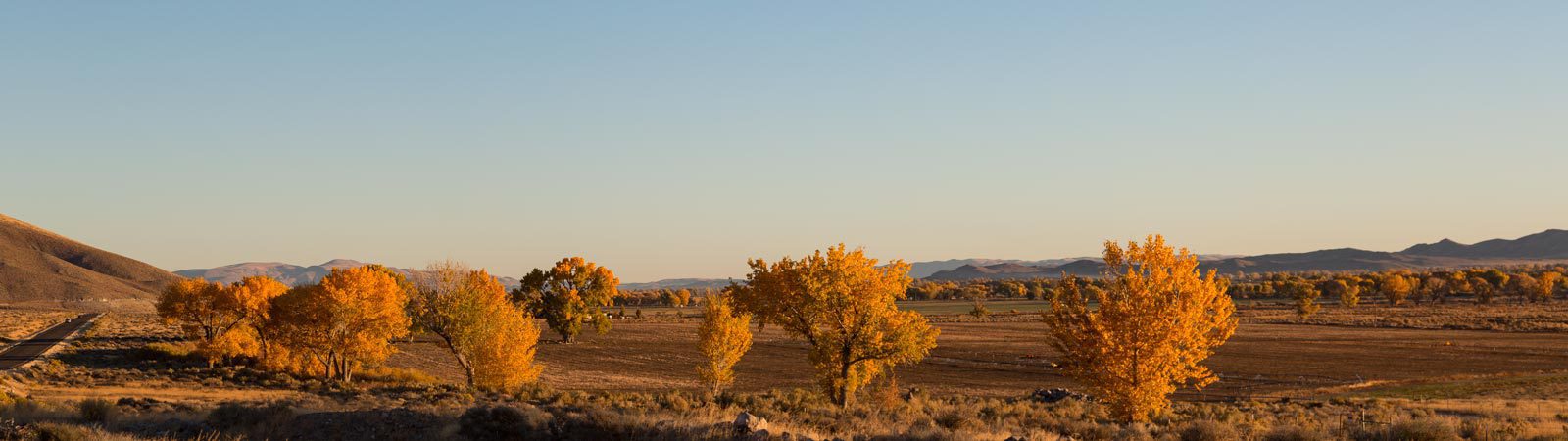 Cottonwoods in fall color in Mason Valley Nevada