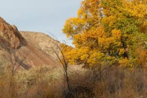 Nevada fall color at Wilson Canyon