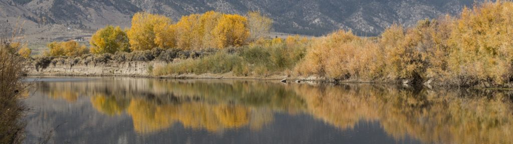 Carson Valley Fall Color