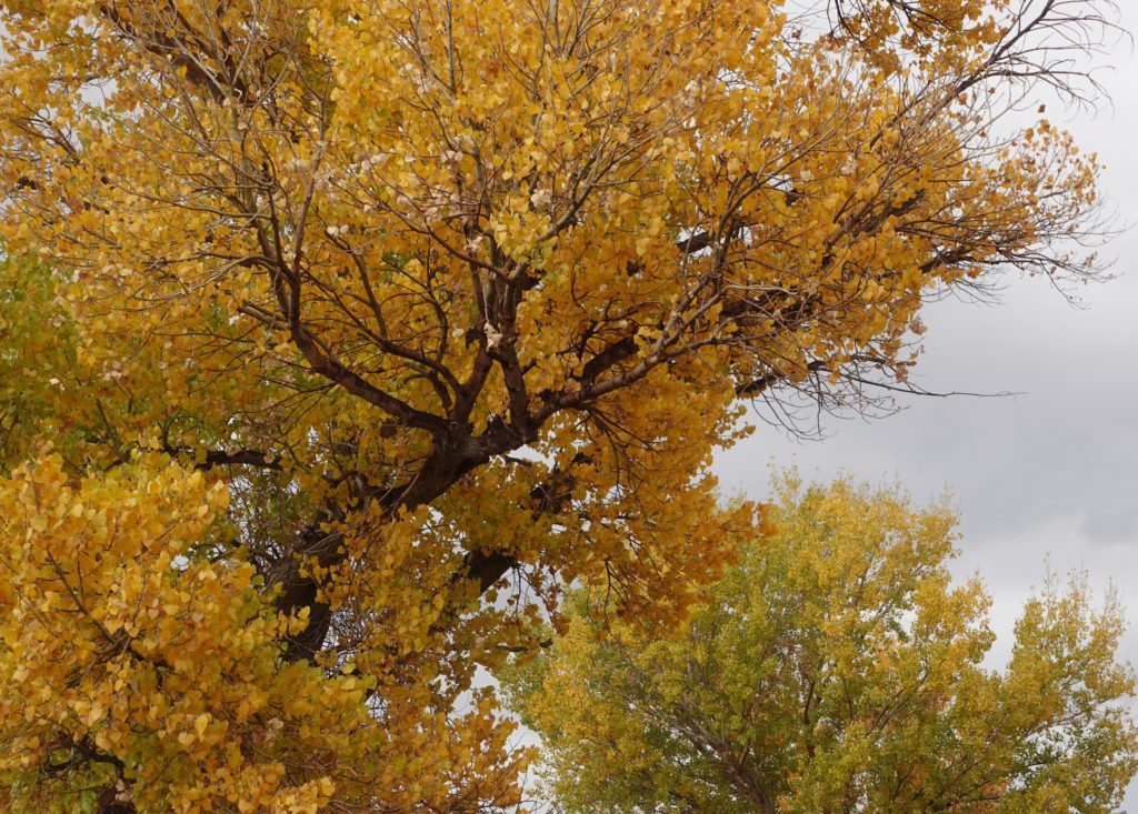 Carson Valley Fall Color