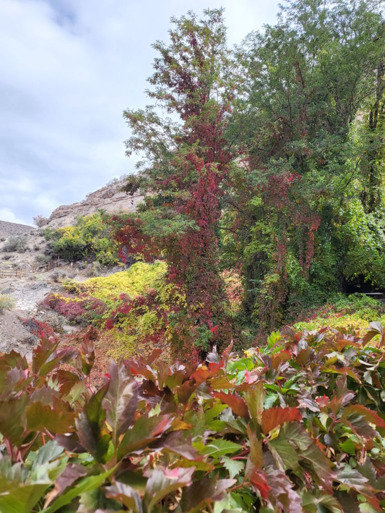 Kershaw-Ryan State Park Fall Color