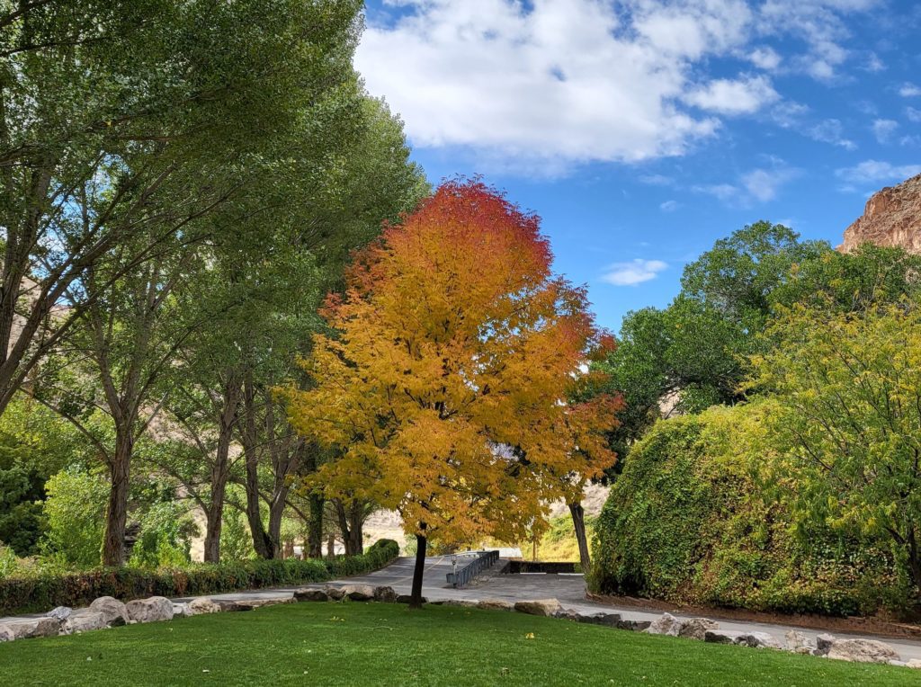 Nevada fall color at Kershaw-Ryan State Park