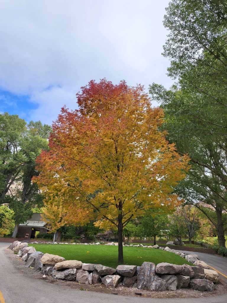 Kershaw-Ryan State Park Fall Colors