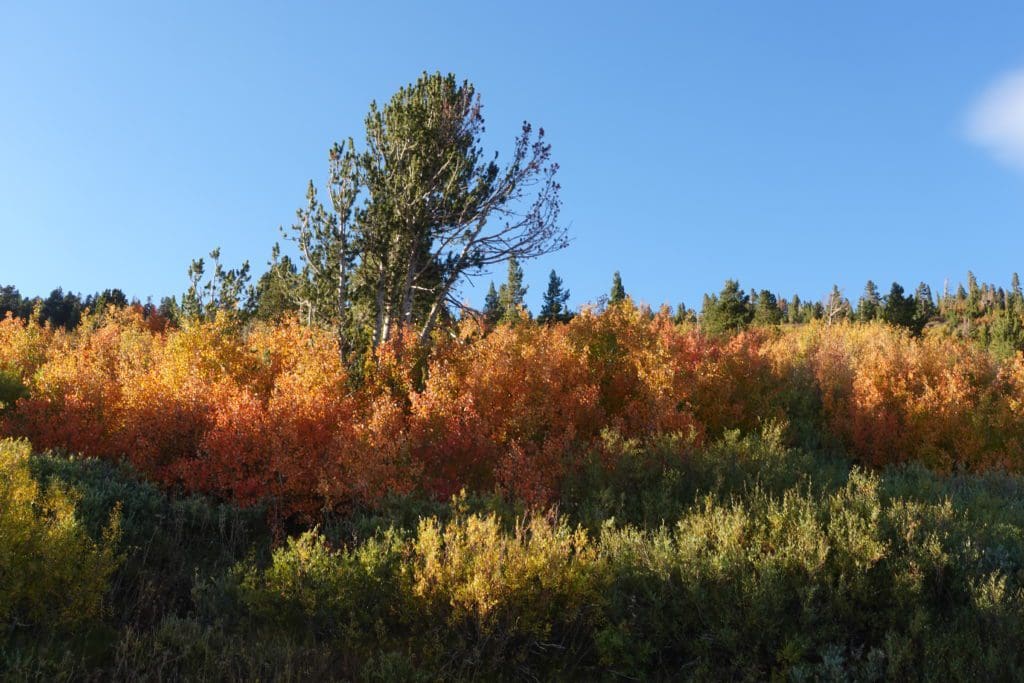 Mt Rose Fall Color