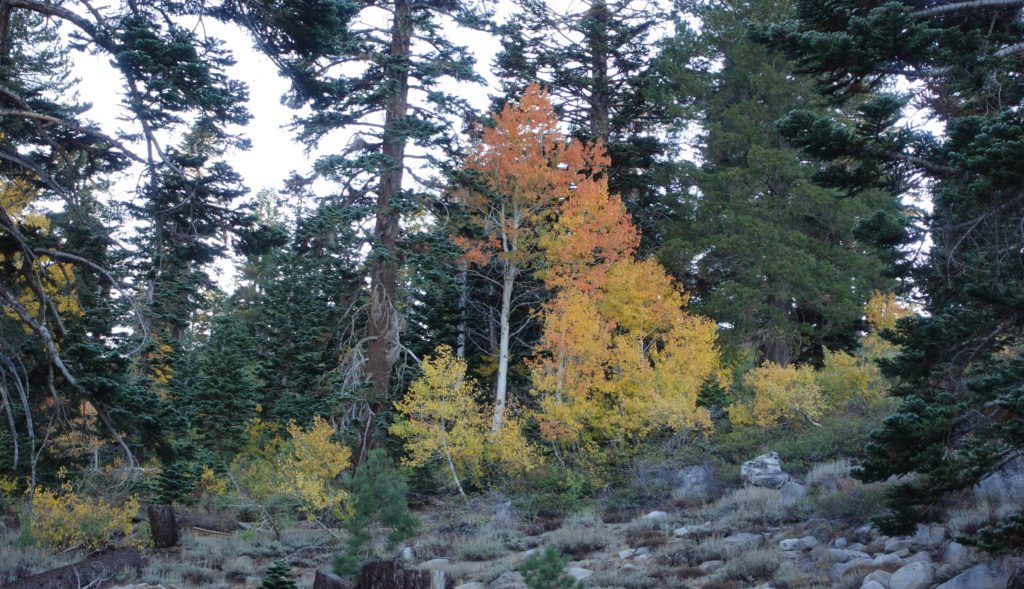 Mount Rose Fall Color 8,000 Feet