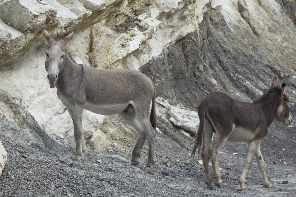 Burros by Mt Charleston