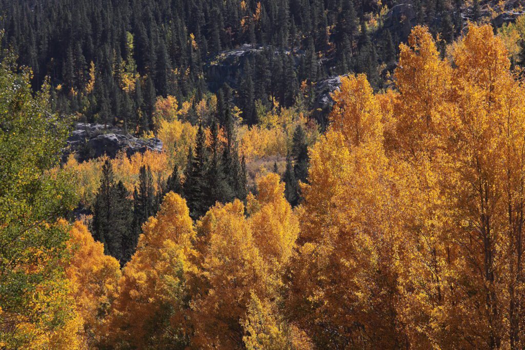 Bishop Creek Foliage