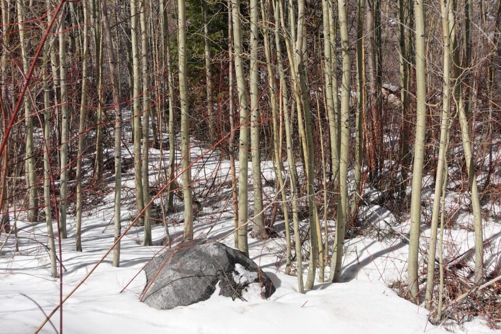 Aspens in Winter
