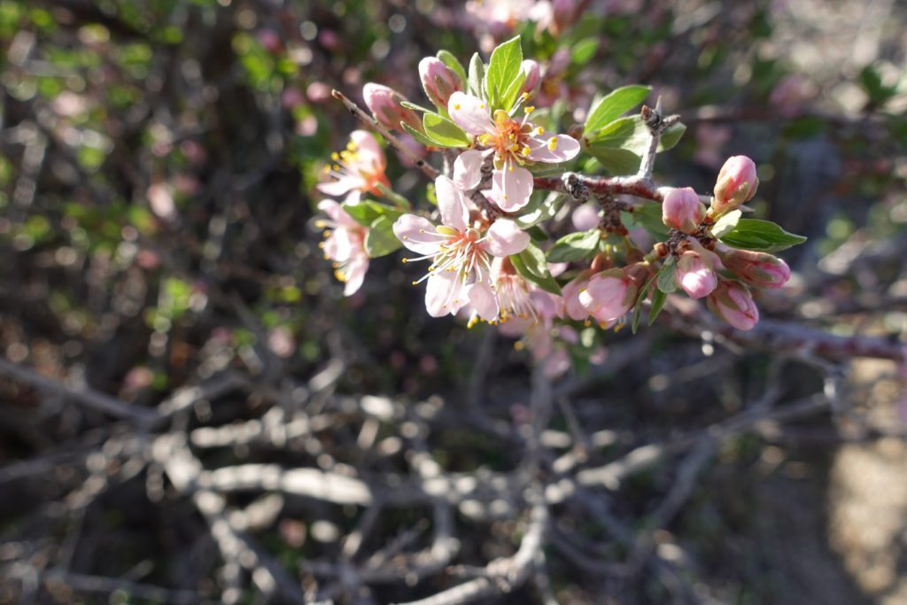 Northern Nevada Wildflowers, Desert Peach