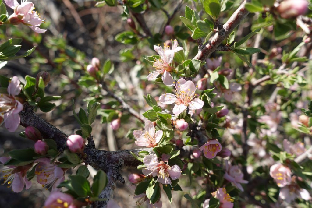 Desert Peach, Wildflowers of Nevada