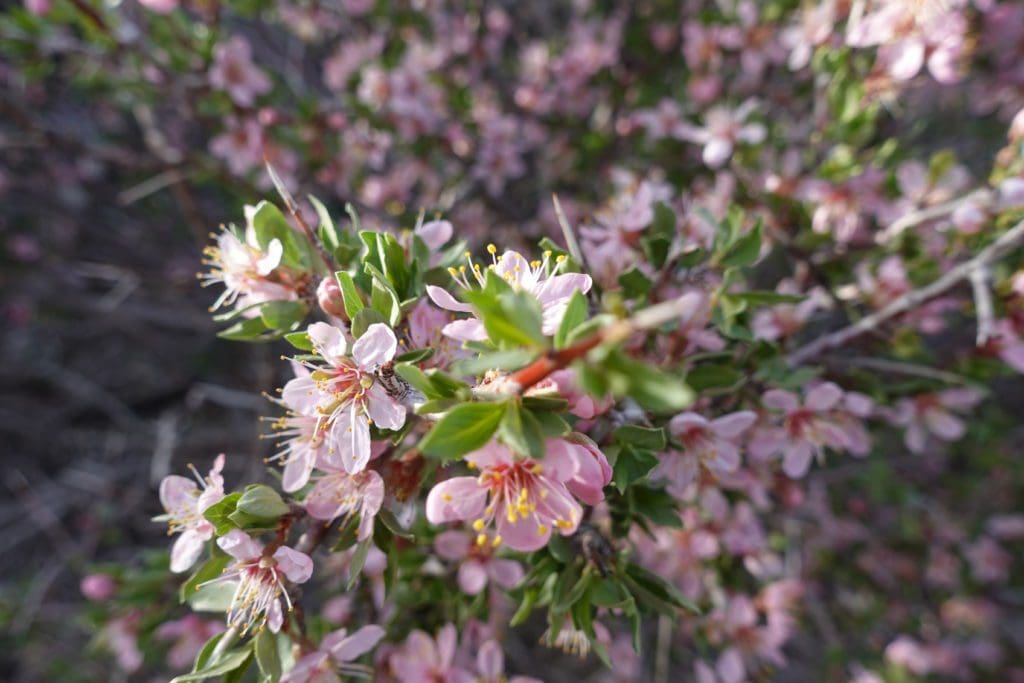 Desert Peach