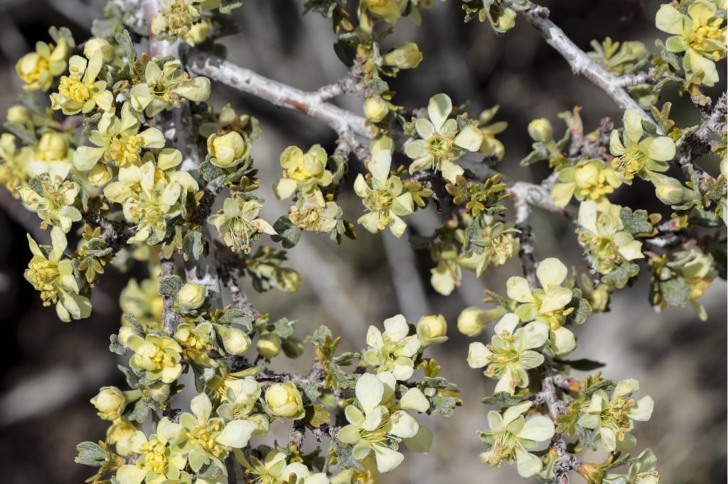 Wildflowers in Nevada: Bitterbrush