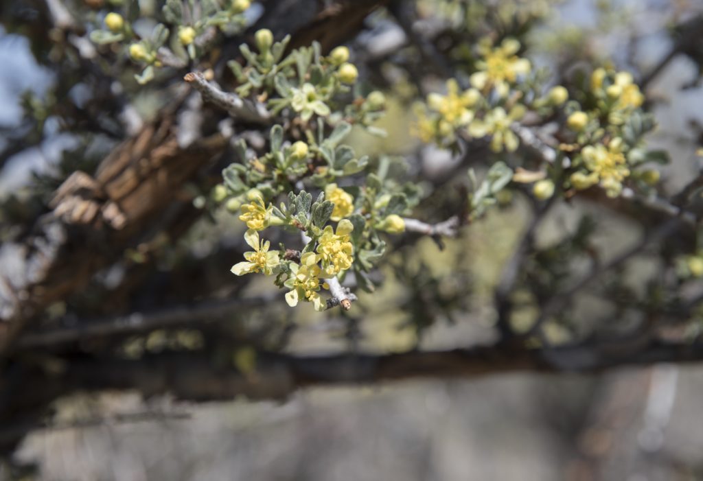 Bitterbrush in Bloom