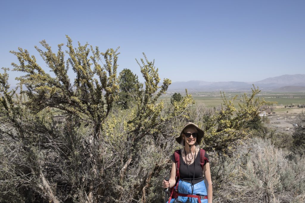 Bitterbrush on the Fay-Luther Trail