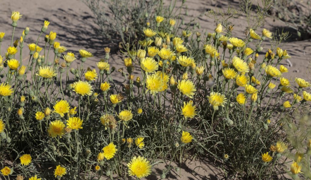 Northern Nevada Wildflowers: Desert Dandelions