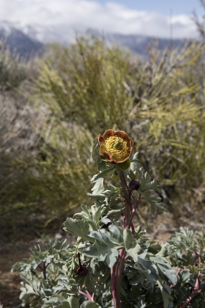Northern Nevada Wildflowers: Wild Peony