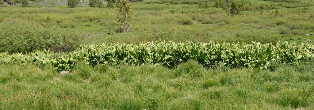 Corn lilies, Tahoe Meadows