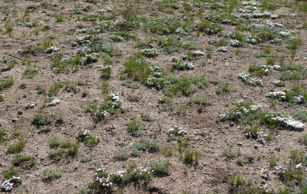 Phlox-Covered Hillside