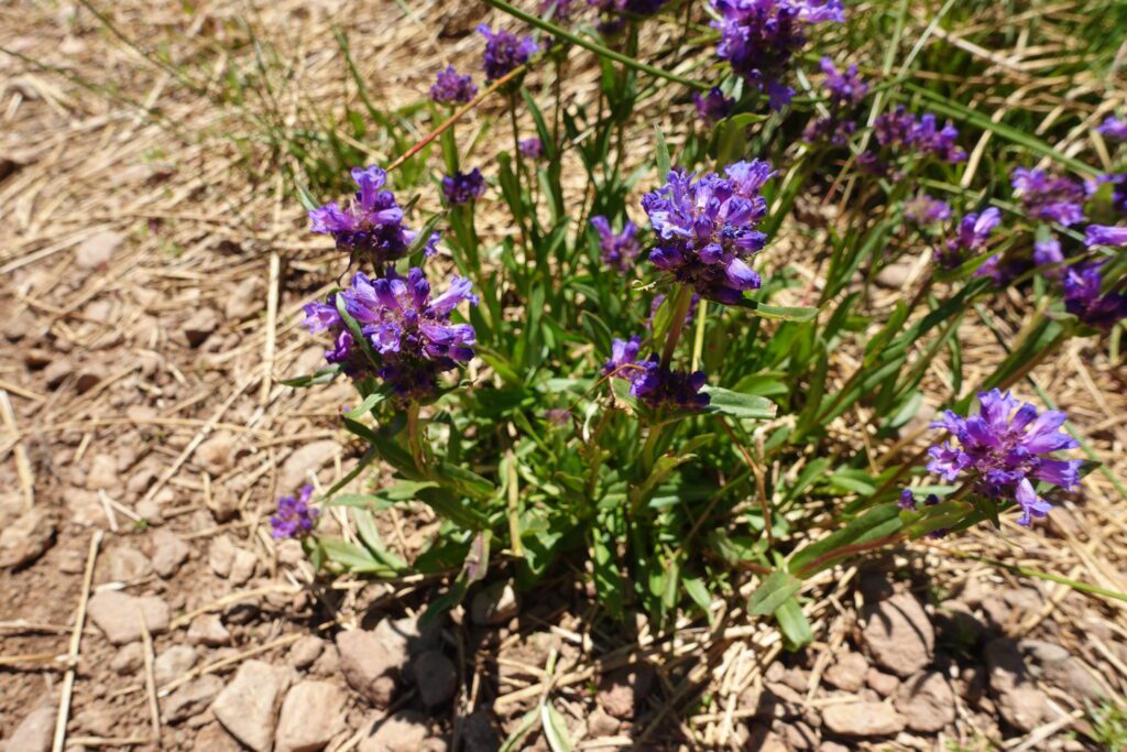 Meadow Penstemon Tahoe Meadows