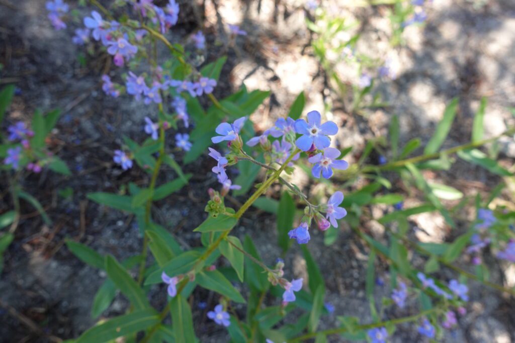 Stickseed Tahoe Meadows