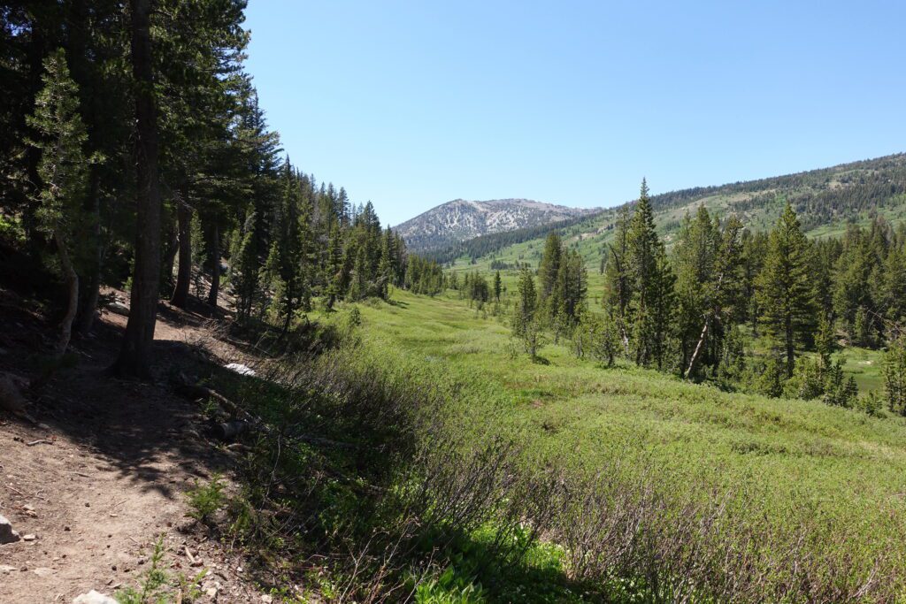 Tahoe Meadows View