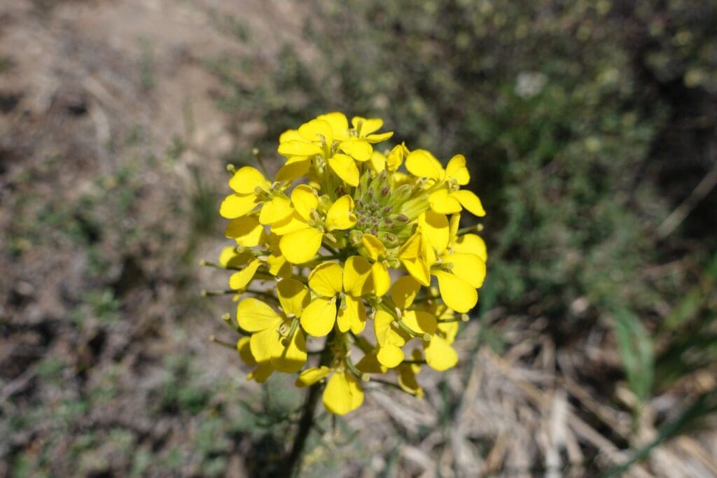 Wallflower Tahoe Meadows