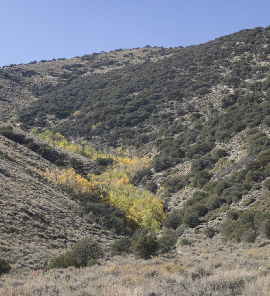 Hillside of aspens, Kingston Canyon