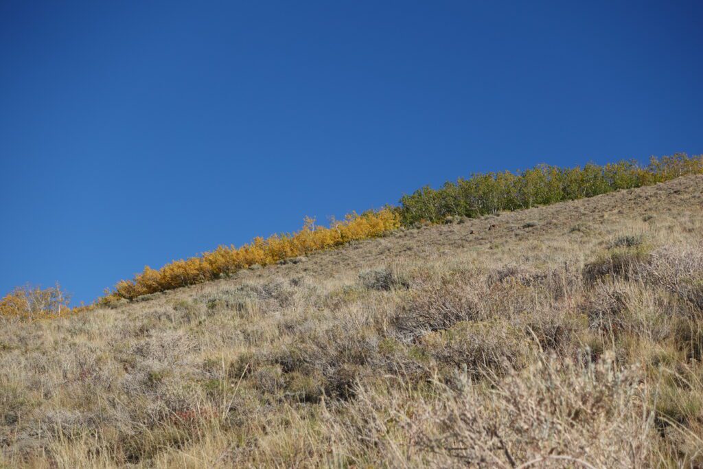 Fall color on Austin Summit
