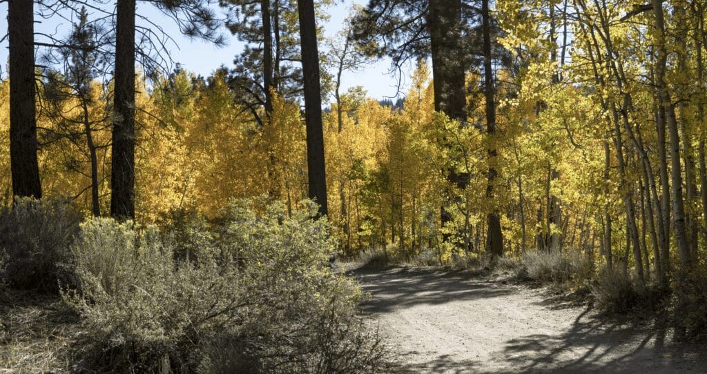 Spooner Lake Fall Color
