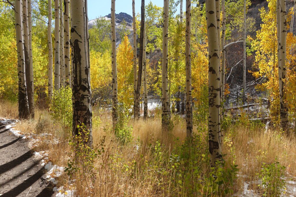 Autumn color at Water Canyon