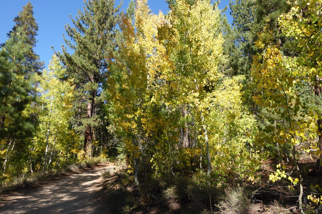 Fall color on the road to Marlette Lake