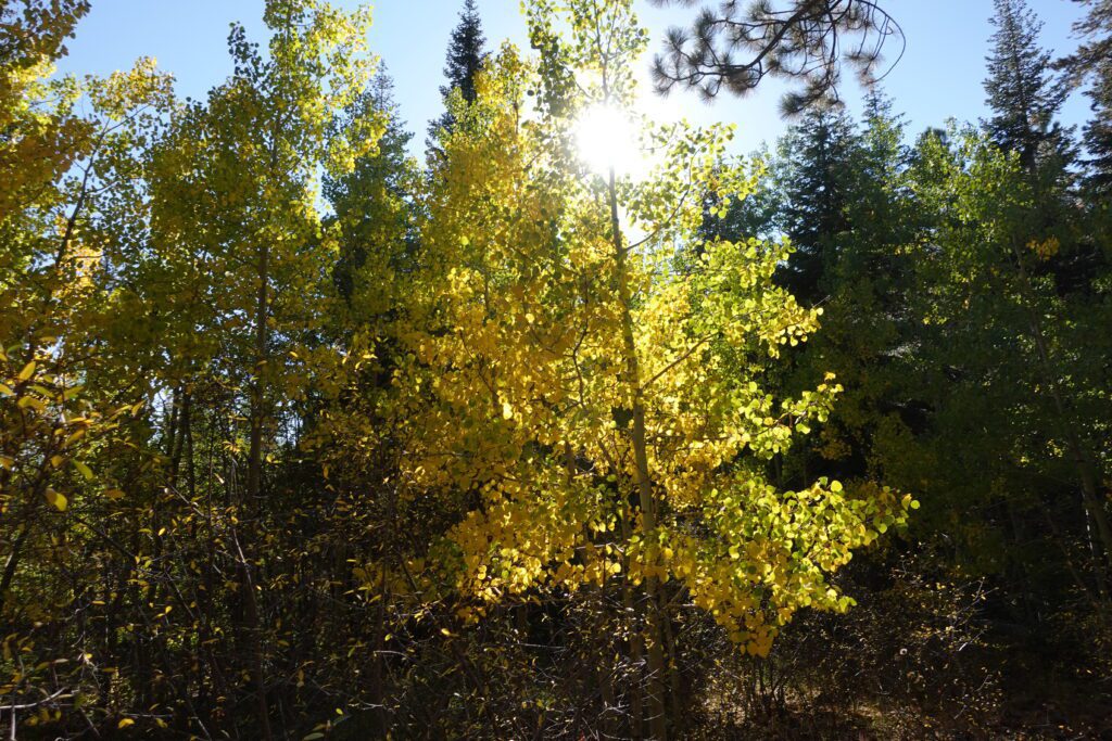 Fall foliage at Spooner Lake State Park