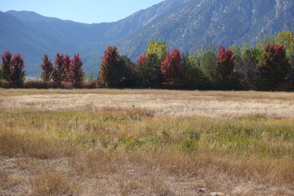 Fall Color Drive in Carson Valley