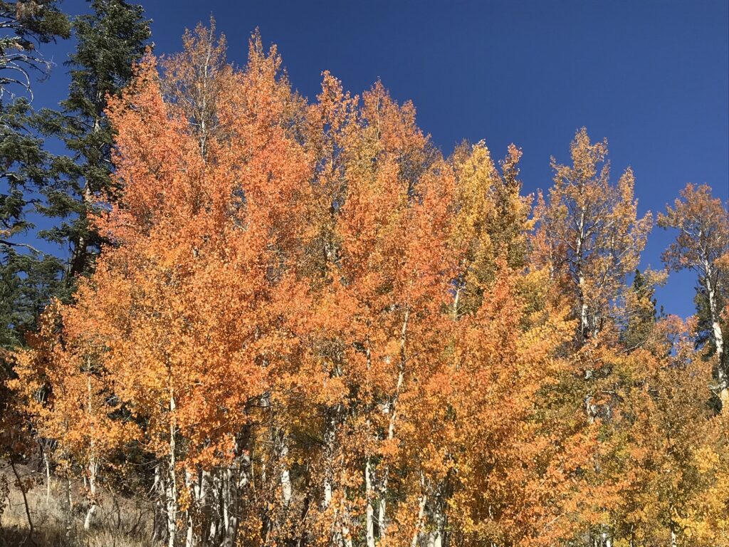 Fall color on the way to Marlette Lake