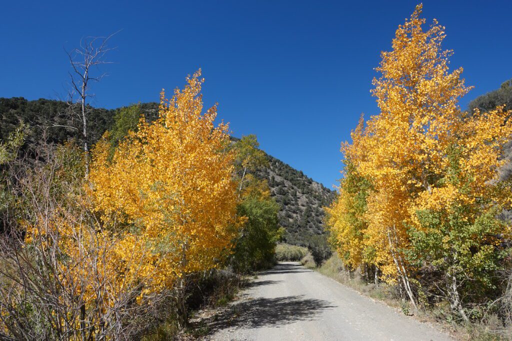 Kingston Canyon Aspens