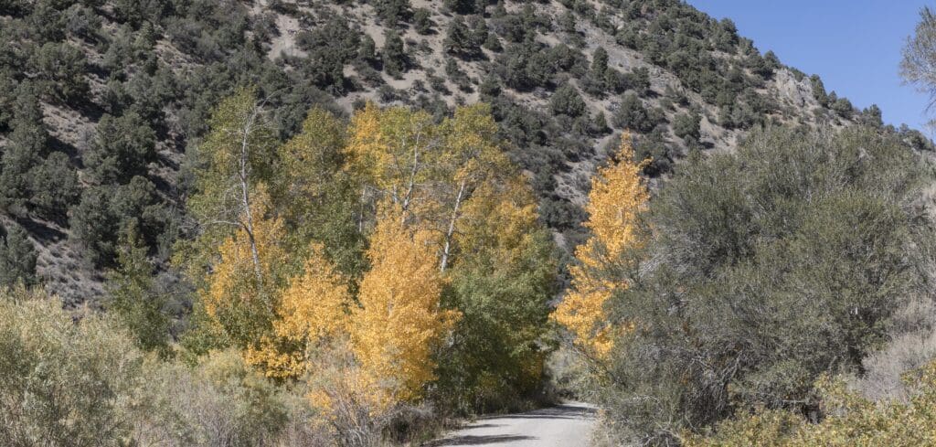 Kingston Canyon Fall Color