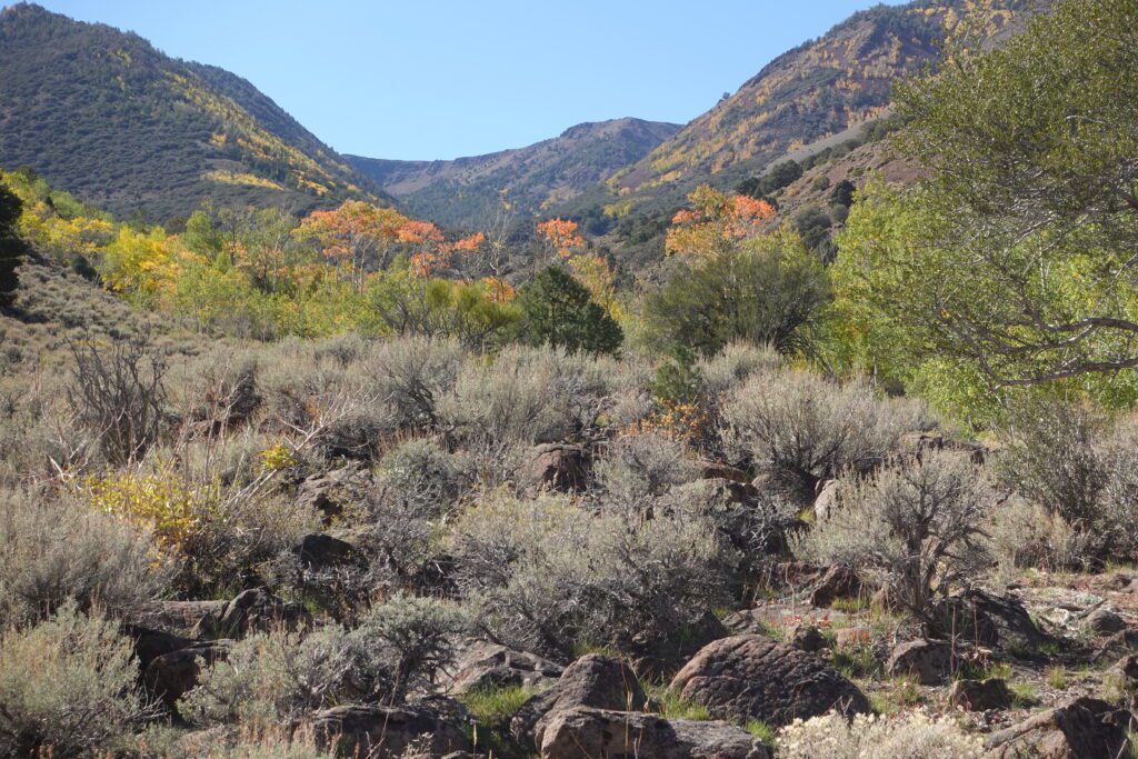 Fall Color on Mount Jefferson Trail