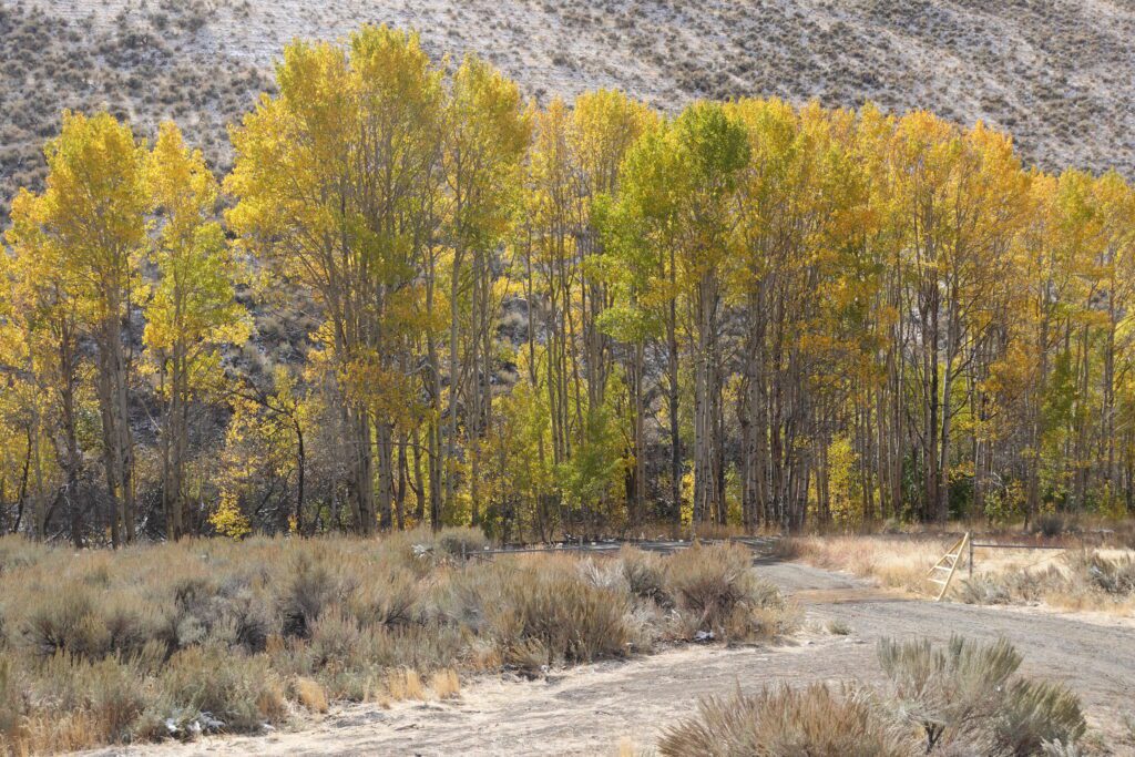 Fall color at Water Canyon