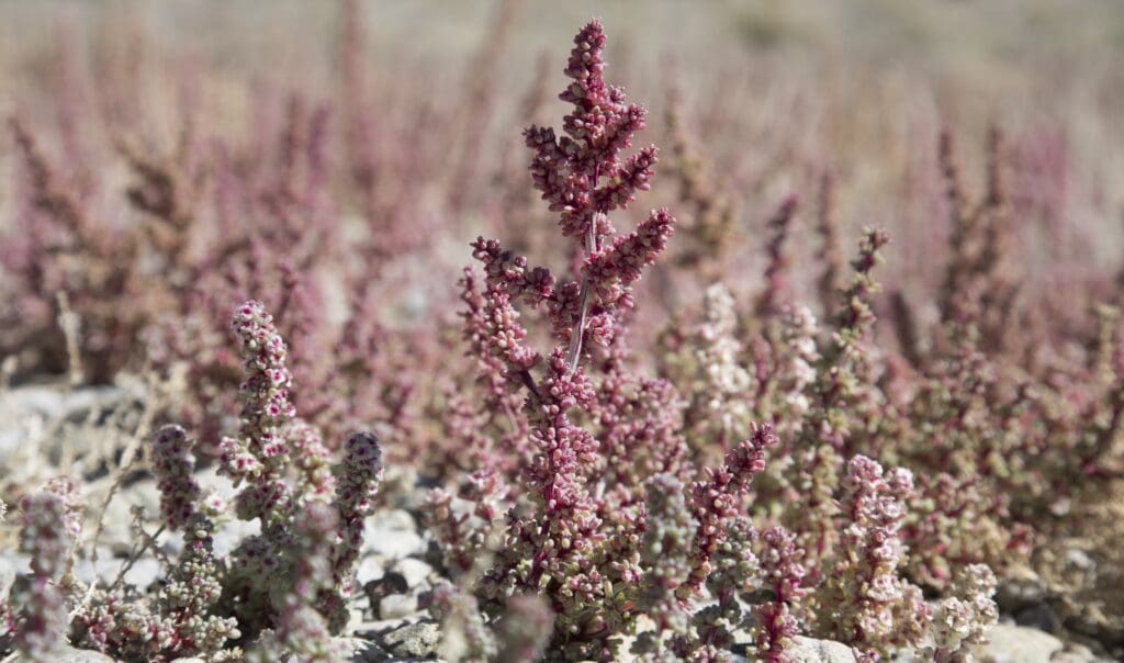 Fall wildflowers