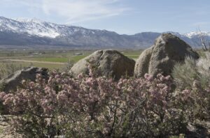 Desert Peaches, Stunning Spring Wildflowers in Nevada