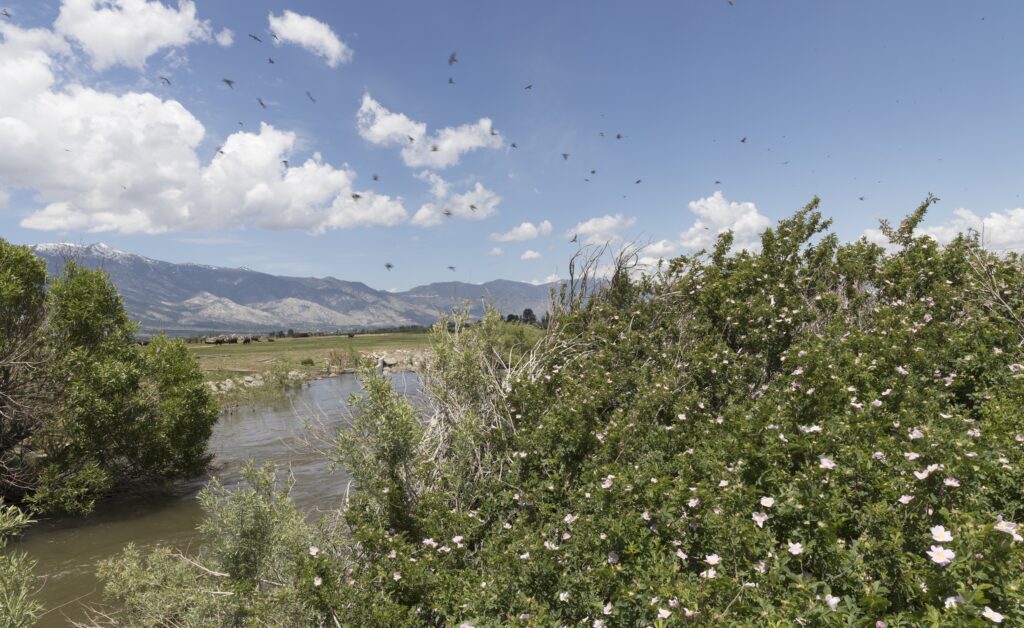 Wild Roses and Swifts