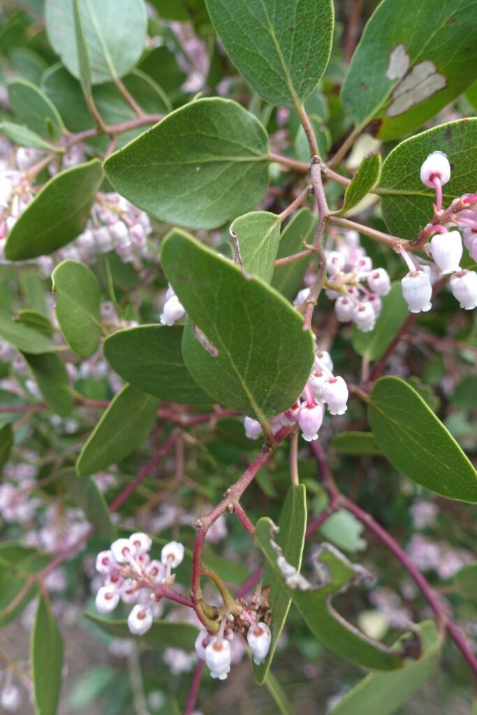 Manzanita Flowers