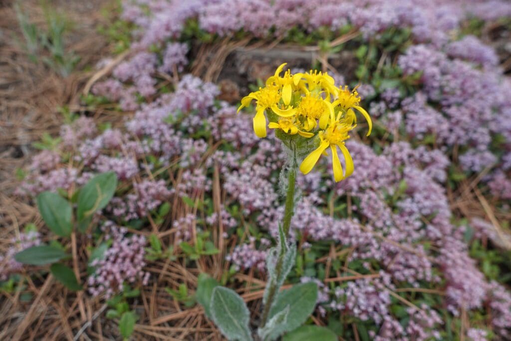 Wildflowers at Galena