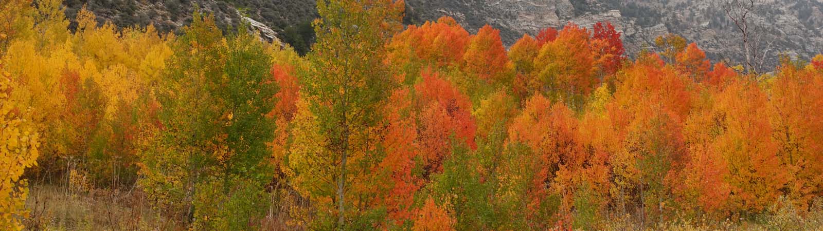 Lamoille Canyon