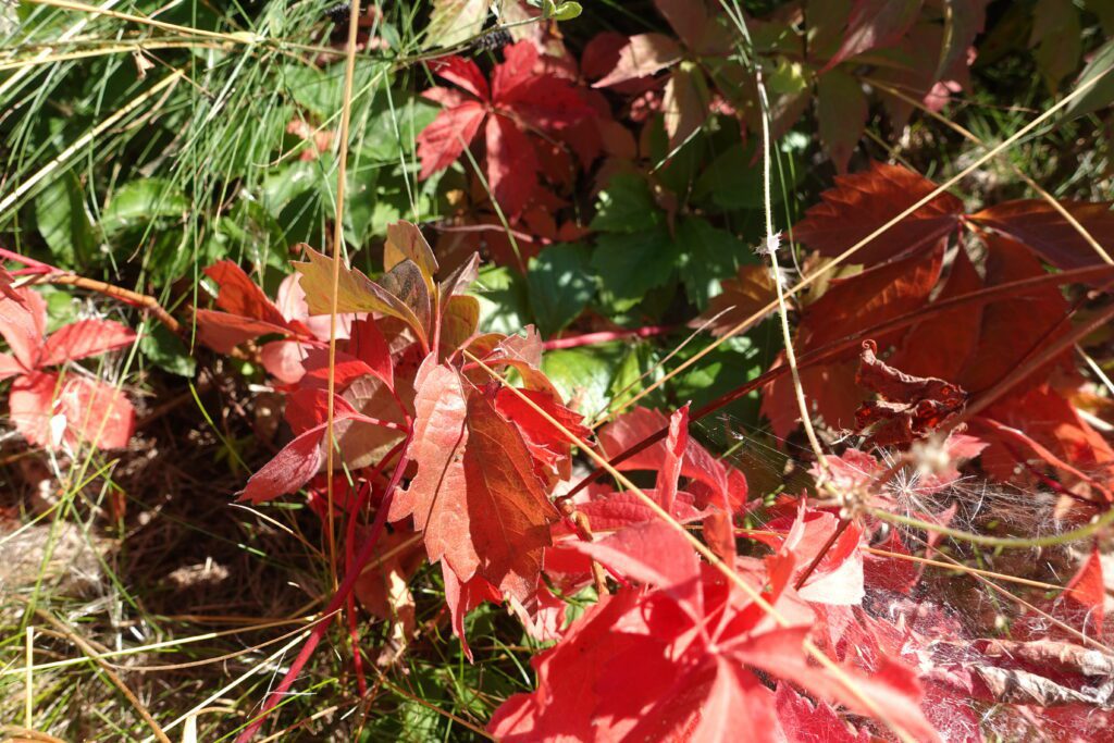 Virginia Creeper Vine turning red