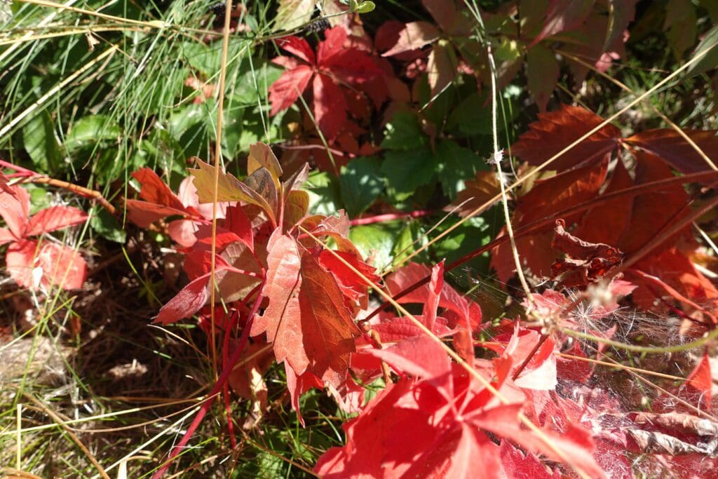Virginia Creeper Vine turning red