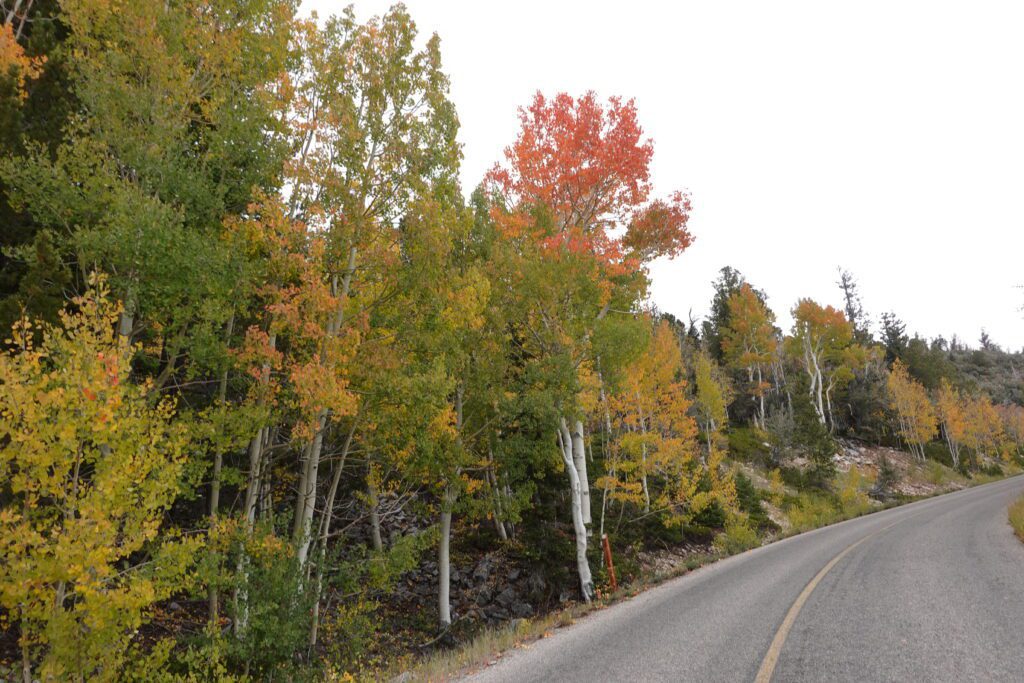 Great Basin National Park Fall Color 10-3-23